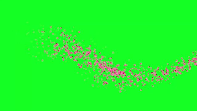 PETAL FLYING. CELEBRATION TEMPLATE ANIMATION.
GREEN CROMAKEY BACKGROUND