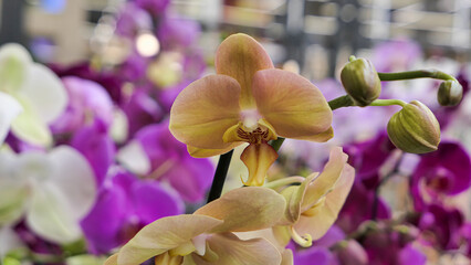 Beautiful phalaenopsis orchids in the greenhouse
