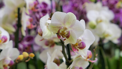 Beautiful phalaenopsis orchids in the greenhouse