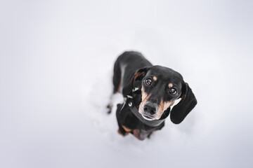 Dachshund dog with beautiful eyes