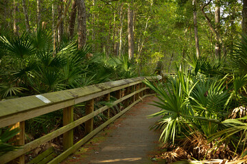 Wooden boardwalk along goldenrod trail at the University of Northern Florida
