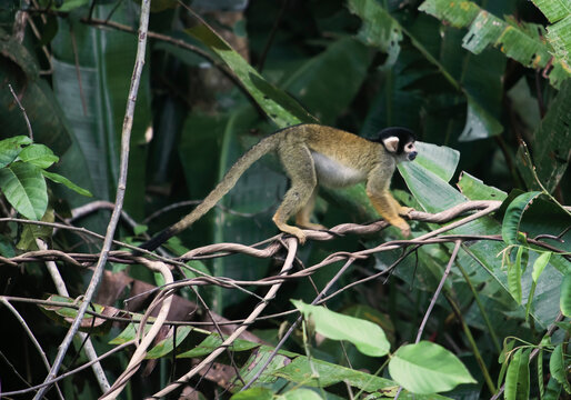 A spider monkey climbing on vines in the Amazon Basin of the Peruvian Rain forest located in the buffer zone to the Tambopata National Reserve.   