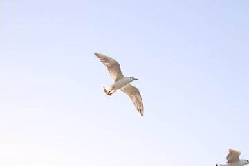 seagull flying in the sky