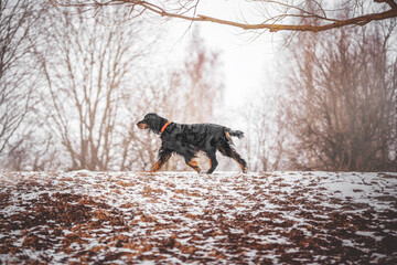 scottish setter dog in the park