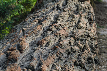 wild old crack fallen pine tree texture 