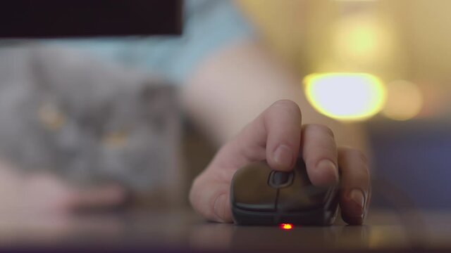 A man's hand on a computer mouse presses the buttons and turns the wheel, works in the evening at home, on a blurred background a British cat sits