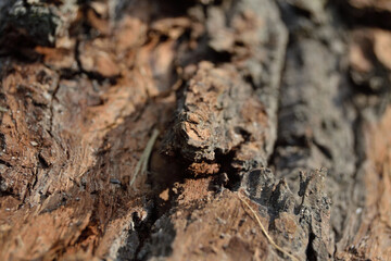 wild old cracked pine tree texture