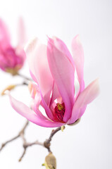 Magnolia flowers on a branch. White background