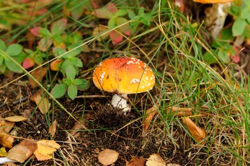 Mushroom fly agaric grows among the fallen leaves in the autumn forest. Amanita muscaria, commonly known as the fly agaric or fly amanita. Wallpaper.