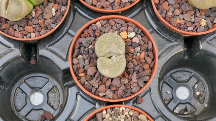 Miniature home flowers succulents and cactus in the greenhouse Nature background