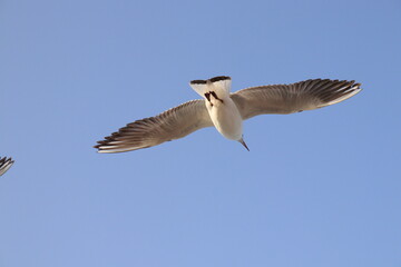 seagull flying in the sky