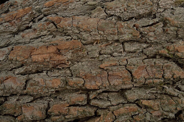 wild old cracked pine tree texture