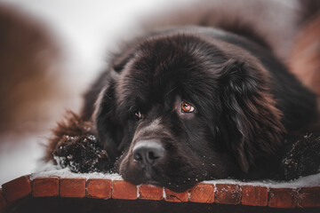 newfoundland dog portrait