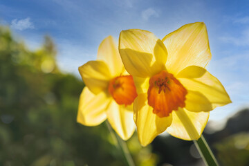 Two daffodils seen from below looking up. They are back lit by a late afternoon sky. Very shallow focus.