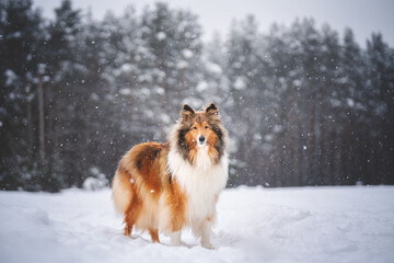 collie dog in winter forest