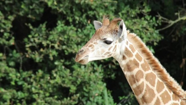 portrait d'une girafe qui rumine
