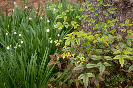 Spring in the South (SC)