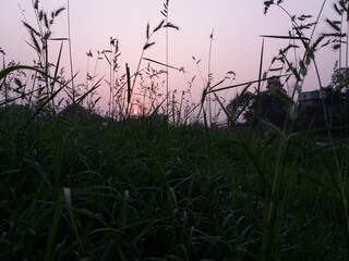 reeds at sunset
