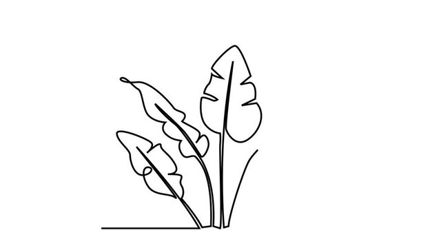 PALM LEAF. CONTINUOUS LINE DRAWING. STROKE TRIM. SURREAL ART ANIMATION