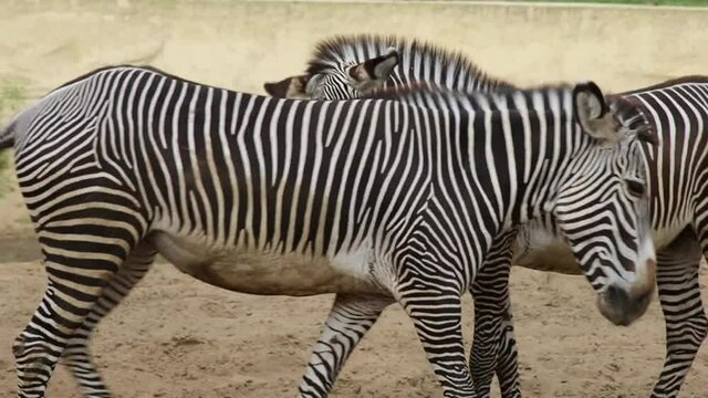 z&egrave;bre marchant dans une parc