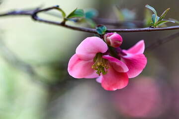 Quince blossom with bokah background