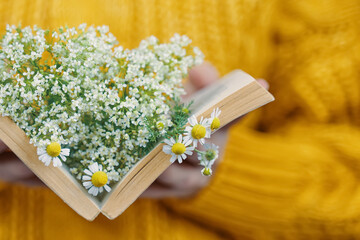 Female in knitted sweater holds book with daisies inside. Woman hand with object. Bouquet of wildflowers in open book. Concept of romance.
