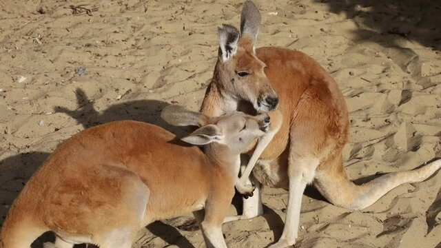 deux kangourous qui jouent dans le sable