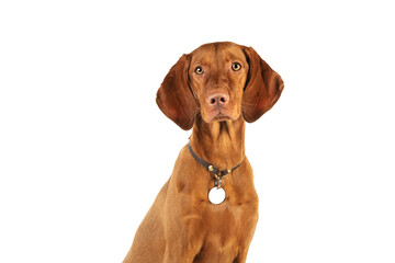 Vizsla dog on on a white background