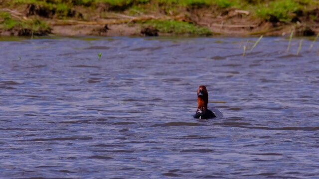 Eurasian wigeon, also known as widgeon (Mareca penelope) dabbling duck swimming in the Reevediep lake in Overijssel, Netherlands during a springtime day.