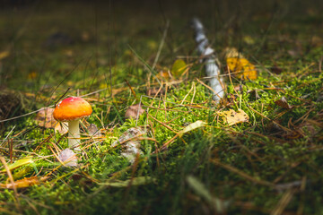 mushrooms in the grass