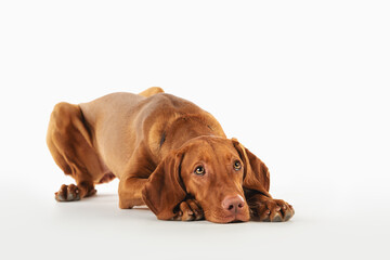 Vizsla dog on on a white background