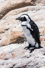 Naklejka premium African penguin on the rocks near the ocean in Betty's Bay, Western Cape, South Africa 