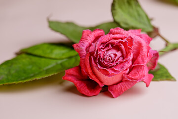 A withered pink rose lies on a paper background. Close-up photo of flowers. 
