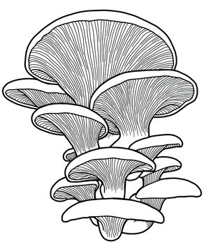 recommend clip art: Hand drawing oyster mushrooms. Edible mushrooms isolated on white background. Black outline. Coloring page. 