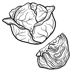 Cabbage isolated on white background. Full Cabbage and slice. Vector hand drawn outline illustration. Ingredient for cooking. Harvest. Farm vegetable.