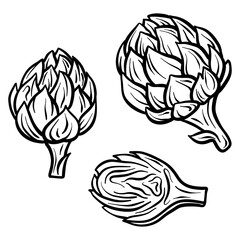 Artichoke isolated on white background. Full Artichoke and slice. Vector hand drawn outline illustration. Ingredient for cooking. Harvest. Farm vegetable.