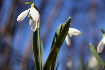 Close-up of snowdrop against bright blue sky. Early spring flowers in the forest. Natural holiday floral background