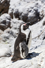African penguin on the rocks near the ocean in Betty's Bay, Western Cape, South Africa 