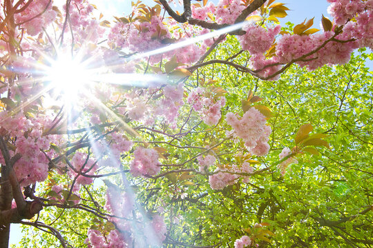 Scenic view of a Cherry Blossom Tree with the sun shining through.    