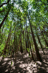 Canary Island pine forest in Tenerife. Canary Islands.