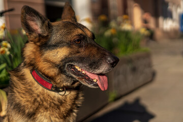 german shepherd dog portrait