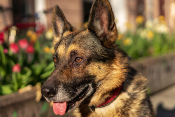 german shepherd portrait