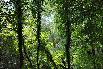 Fototapeta na wymiar View into Thickly Wooded Forest