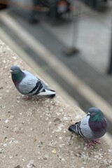 pigeon sitting on a fence