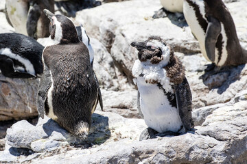 African penguin on the rocks near the ocean in Betty's Bay, Western Cape, South Africa 