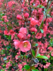 pink and white flowers