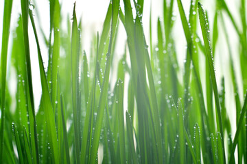 Fresh green grass with dew drops closeup.Wallpaper, water droplets on the leaves. Natural background, water and green leaves with morning dew after rain. Close-up.