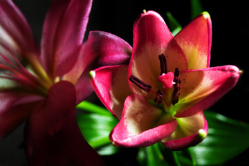 pink lily and tulip flower