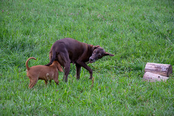 dog on grass