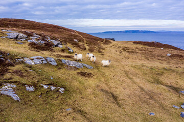 Sheep at the coastline at Dawros in County Donegal - Ireland